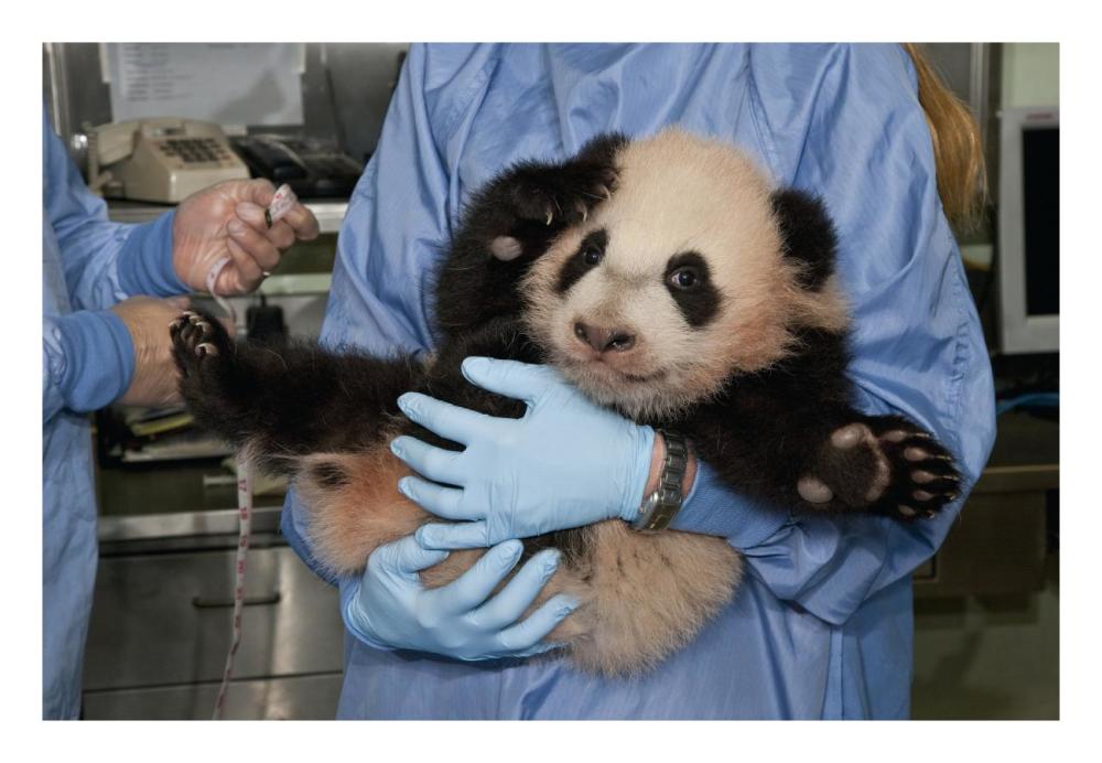 Giant Panda young held by zoo staff, native to China-Paper Art-26"x18"