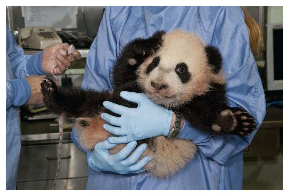 Giant Panda young held by zoo staff, native to China-Paper Art-50"x34"