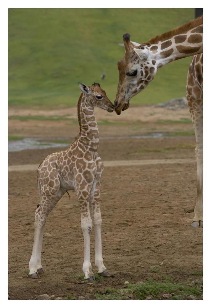 Rothschild Giraffe mother kissing calf, native to Africa-Paper Art-26"x38"