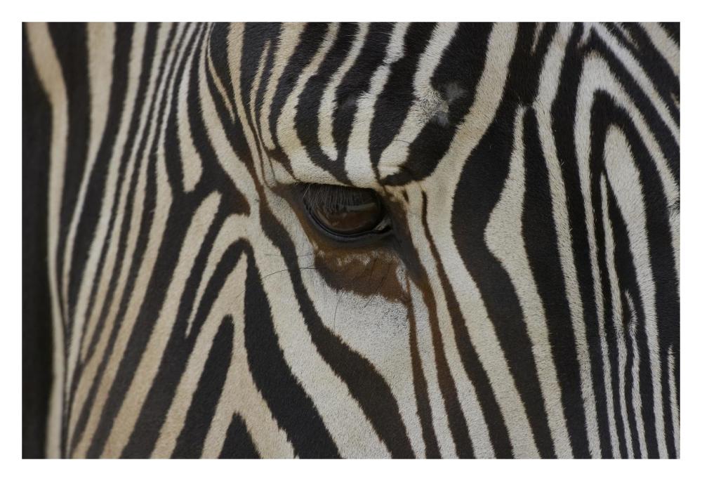 Grevy's Zebra close up of eye, endangered, native to Africa-Paper Art-32"x22"