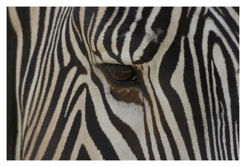 Grevy's Zebra close up of eye, endangered, native to Africa-Paper Art-38"x26"