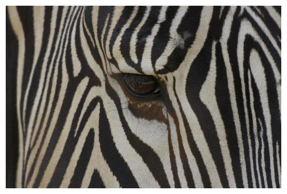 Grevy's Zebra close up of eye, endangered, native to Africa-Paper Art-50"x34"