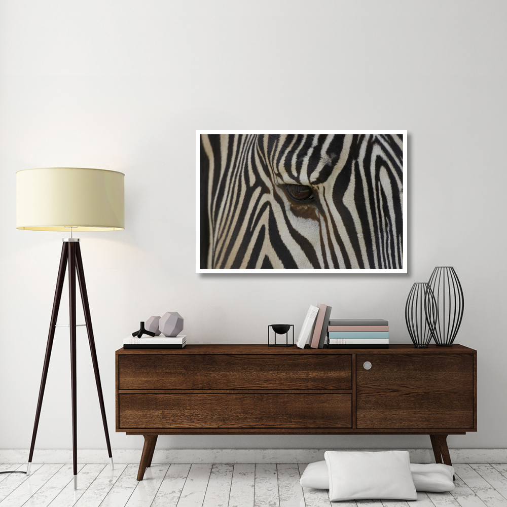Grevy's Zebra close up of eye, endangered, native to Africa-Paper Art-50&quotx34"