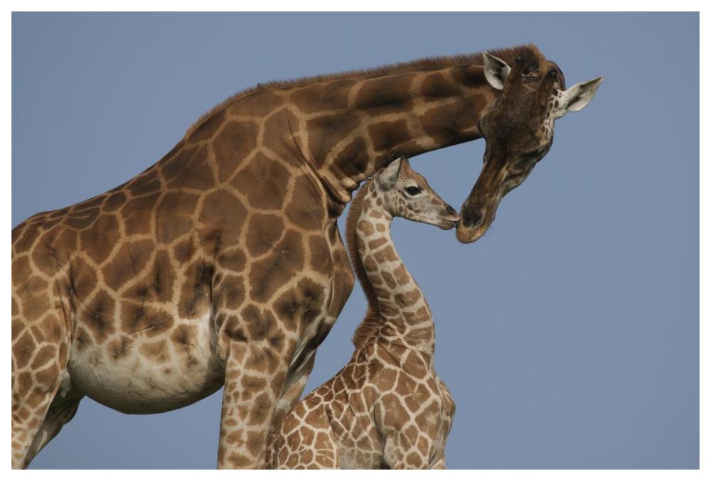 Rothschild Giraffe mother and calf nuzzling, native to Africa-Paper Art-62"x42"