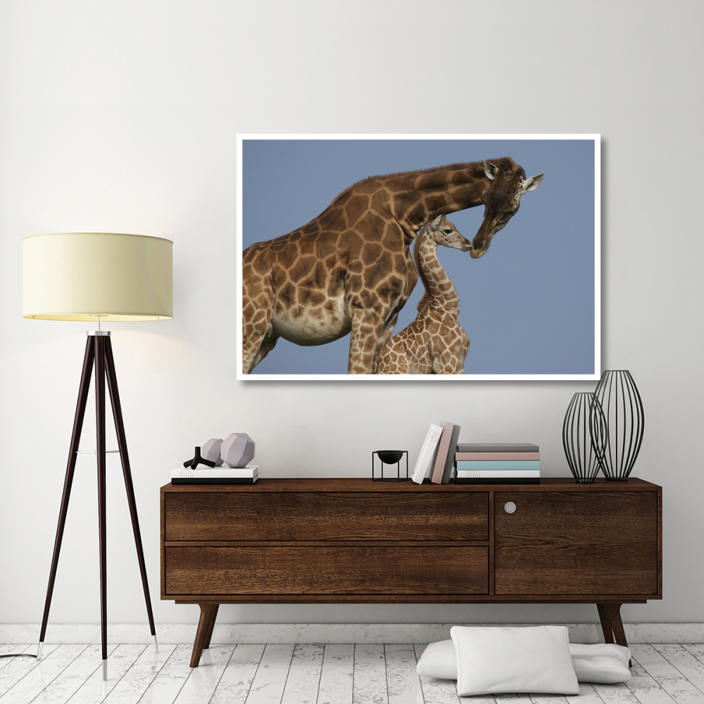 Rothschild Giraffe mother and calf nuzzling, native to Africa-Paper Art-62&quotx42"