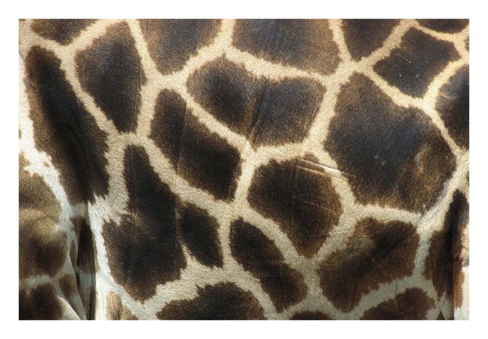 Rothschild Giraffe detail of coat pattern, native to Uganda and Kenya-Paper Art-26"x18"