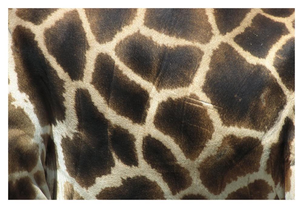Rothschild Giraffe detail of coat pattern, native to Uganda and Kenya-Paper Art-38"x26"