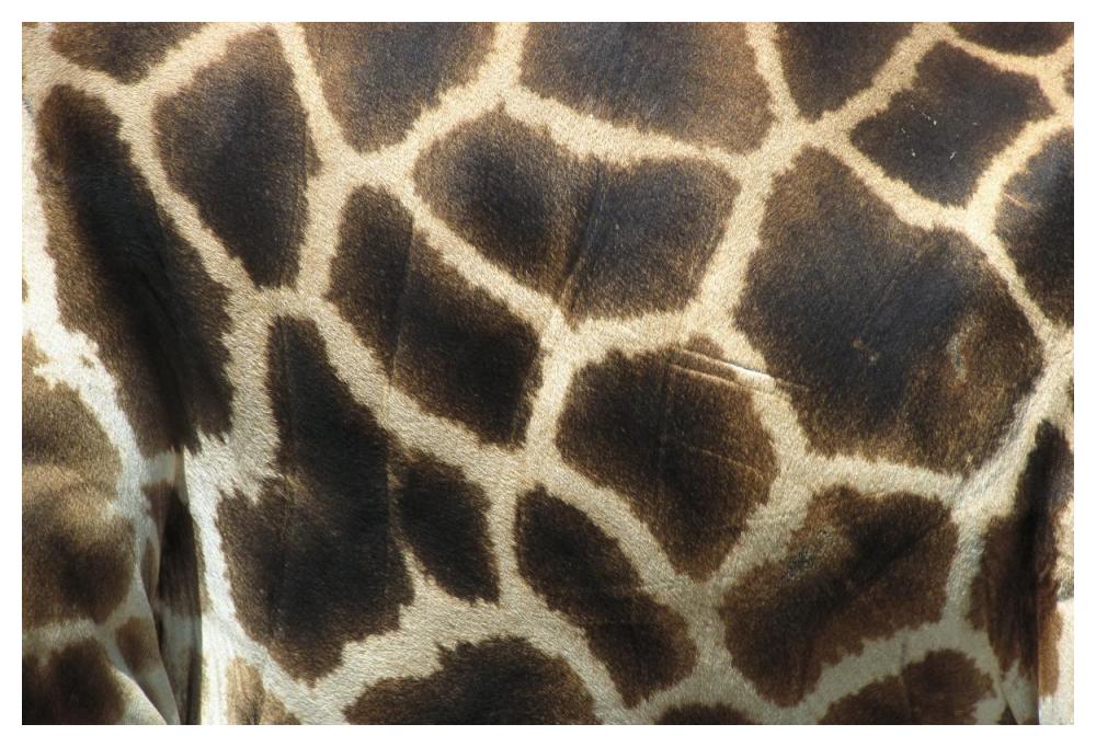 Rothschild Giraffe detail of coat pattern, native to Uganda and Kenya-Paper Art-50"x34"