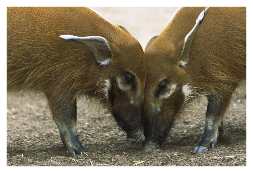 Red River Hog pair standing face to face, a highly social bush pig native to Africa-Paper Art-20"x14"