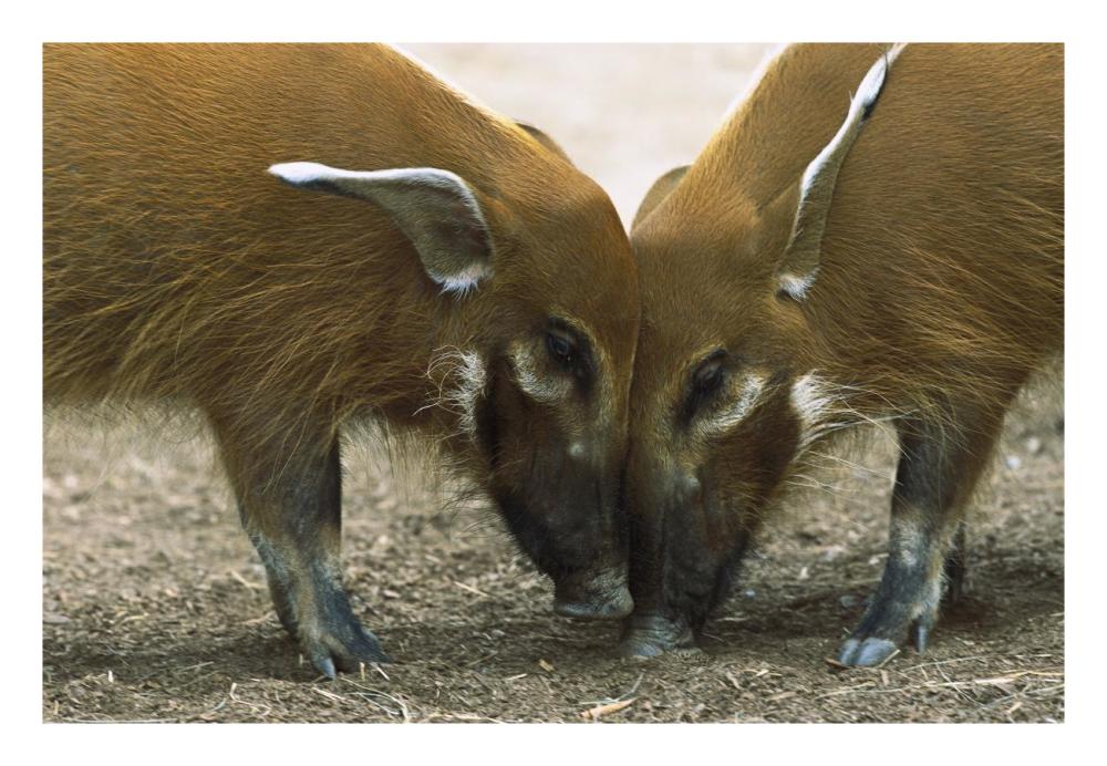 Red River Hog pair standing face to face, a highly social bush pig native to Africa-Paper Art-26"x18"