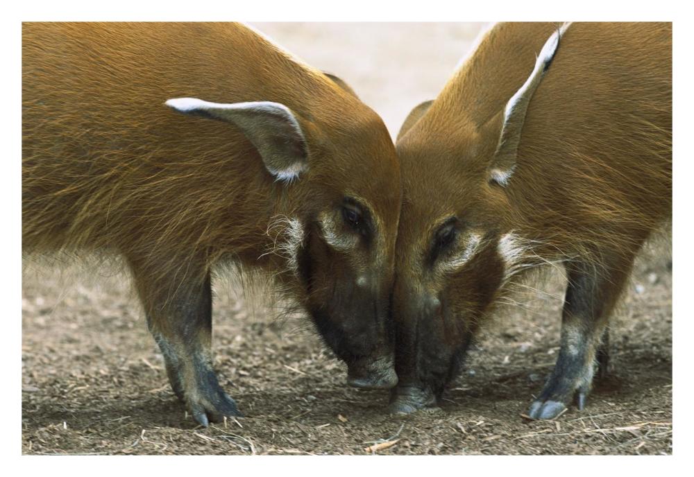 Red River Hog pair standing face to face, a highly social bush pig native to Africa-Paper Art-32"x22"