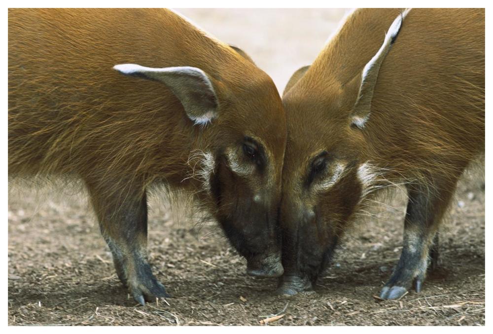 Red River Hog pair standing face to face, a highly social bush pig native to Africa-Paper Art-62"x42"