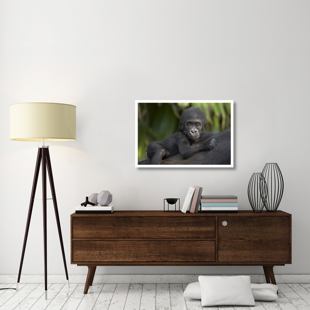 Western Lowland Gorilla baby clinging to mother's back, critically endangered, native to Africa-Paper Art-38&quotx26"