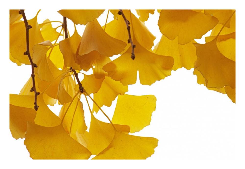 Ginkgo leaves in autumn, Netherlands-Paper Art-26"x18"