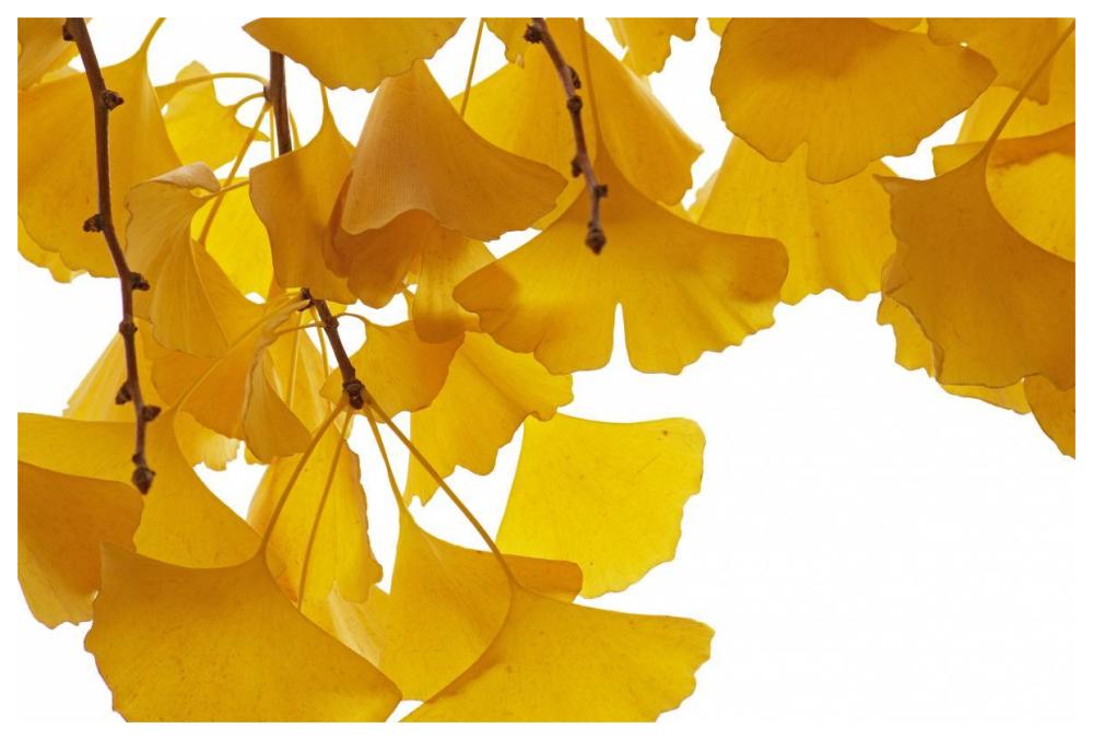 Ginkgo leaves in autumn, Netherlands-Paper Art-62"x42"