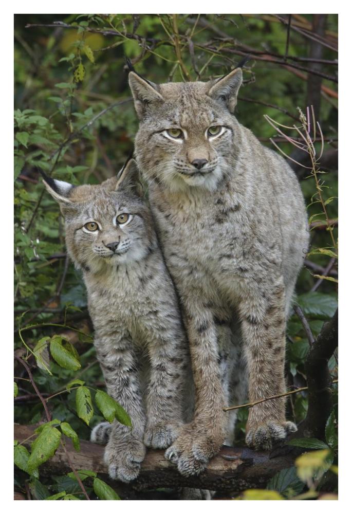 Lynx mother with cub, Bavarian Forest National Park, Bavaria, Germany-Paper Art-26"x38"