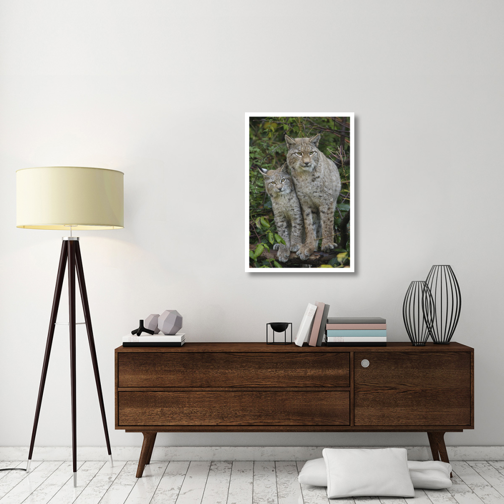 Lynx mother with cub, Bavarian Forest National Park, Bavaria, Germany-Paper Art-26&quotx38"