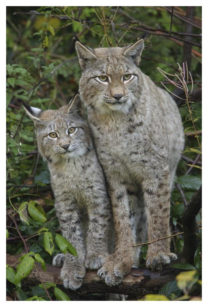 Lynx mother with cub, Bavarian Forest National Park, Bavaria, Germany-Paper Art-34"x50"