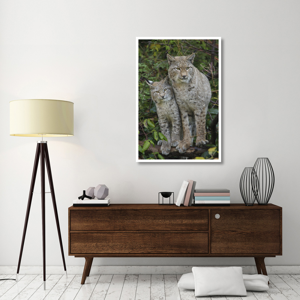 Lynx mother with cub, Bavarian Forest National Park, Bavaria, Germany-Paper Art-34&quotx50"