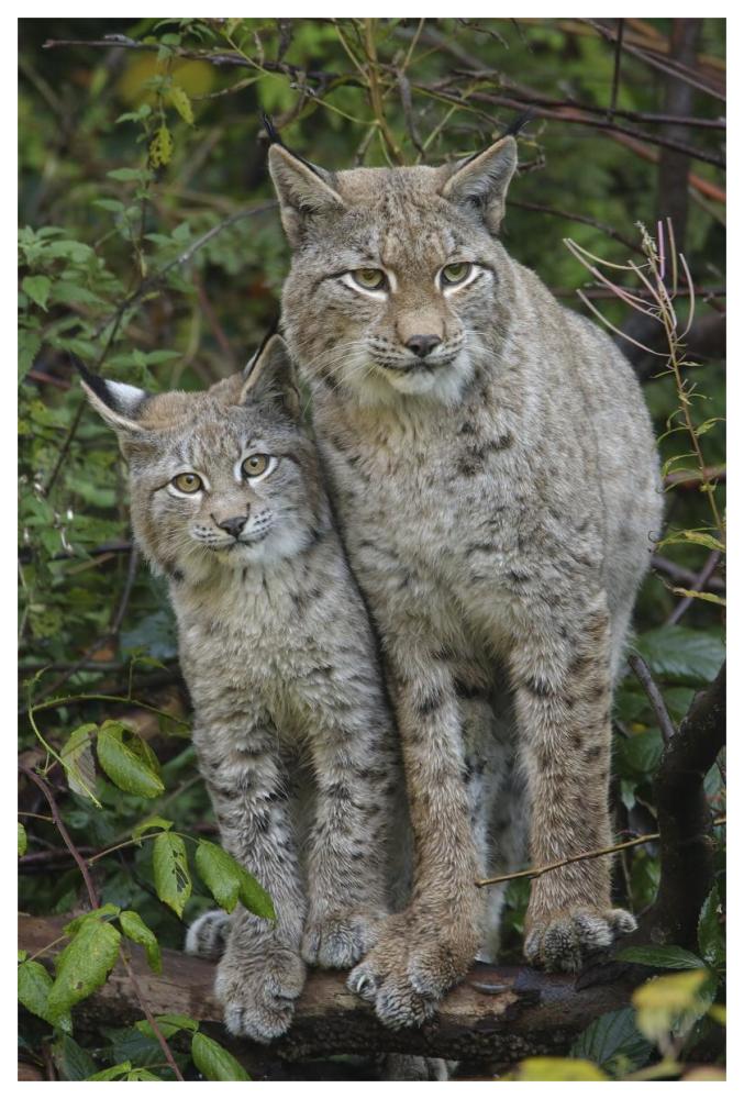 Lynx mother with cub, Bavarian Forest National Park, Bavaria, Germany-Paper Art-42"x62"