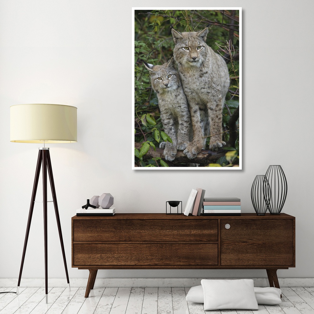 Lynx mother with cub, Bavarian Forest National Park, Bavaria, Germany-Paper Art-42&quotx62"