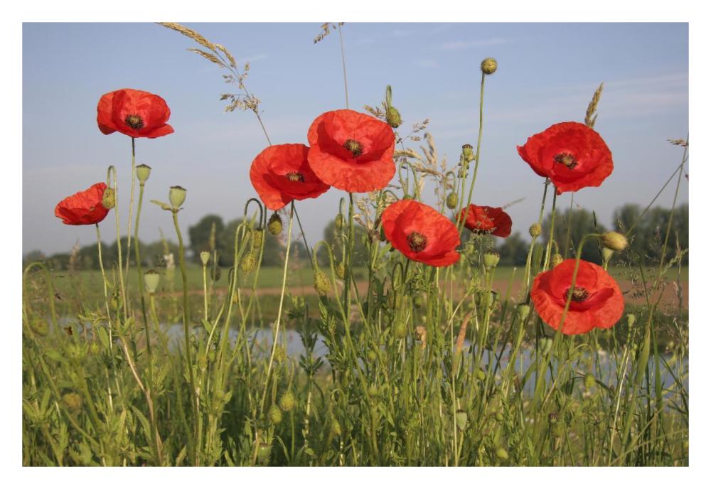 Red Poppy flowering on a dike, Utrecht, Netherlands-Paper Art-32"x22"