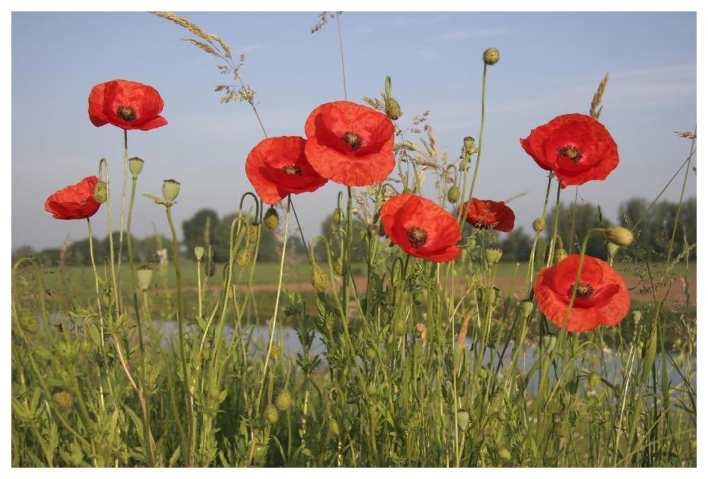 Red Poppy flowering on a dike, Utrecht, Netherlands-Paper Art-62"x42"