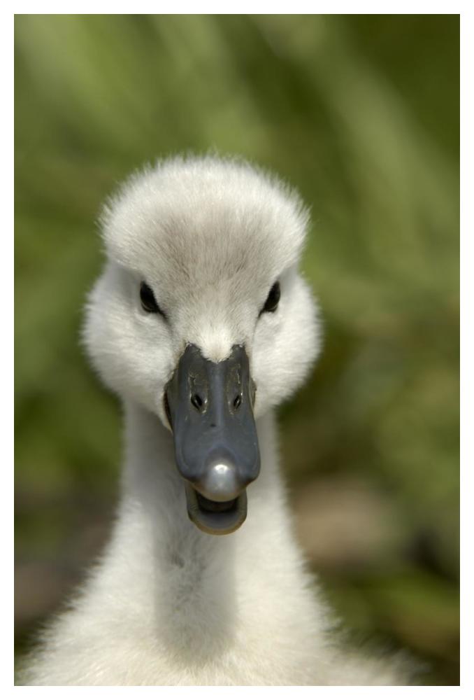 Mute Swan cygnet, head, Oxfordshire, England-Paper Art-34"x50"