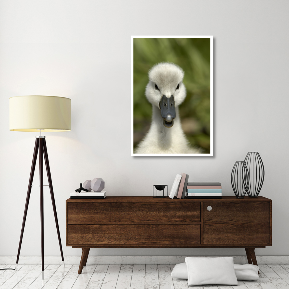 Mute Swan cygnet, head, Oxfordshire, England-Paper Art-34&quotx50"
