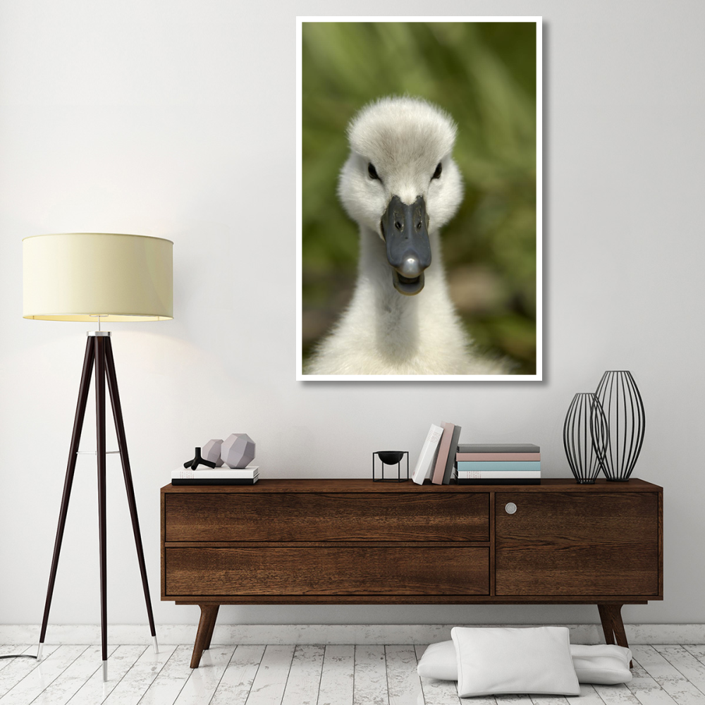 Mute Swan cygnet, head, Oxfordshire, England-Paper Art-42&quotx62"