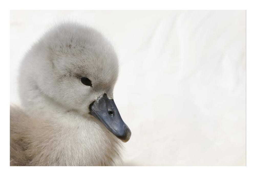 Mute Swan cygnet, head, Abbotsbury, Dorset, England-Paper Art-26"x18"