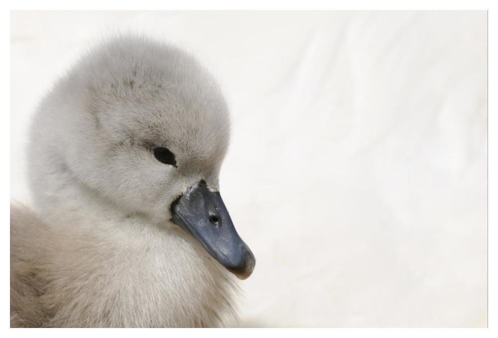 Mute Swan cygnet, head, Abbotsbury, Dorset, England-Paper Art-50"x34"