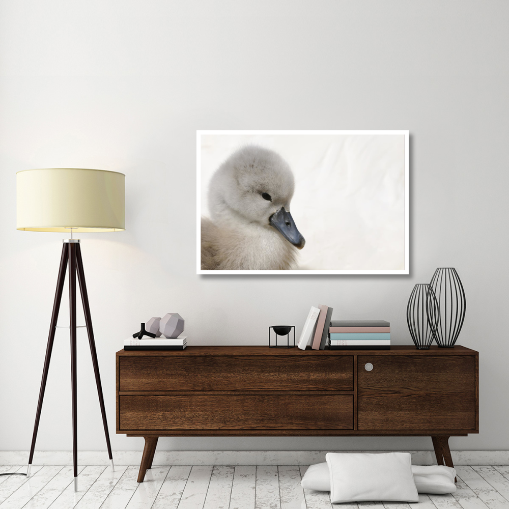 Mute Swan cygnet, head, Abbotsbury, Dorset, England-Paper Art-50&quotx34"