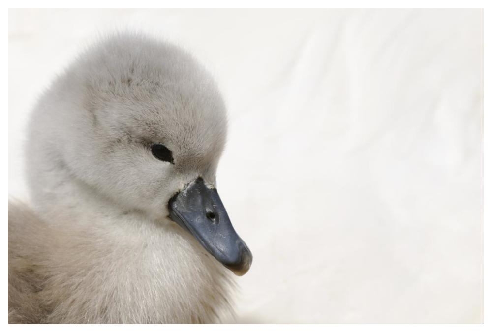 Mute Swan cygnet, head, Abbotsbury, Dorset, England-Paper Art-62"x42"