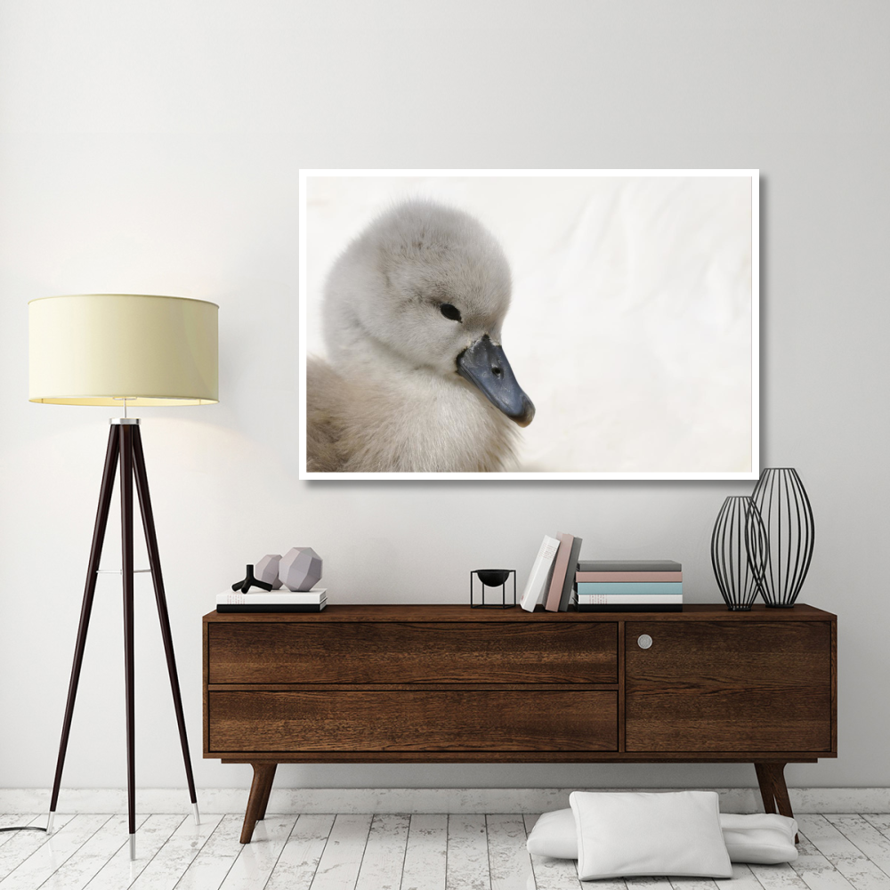 Mute Swan cygnet, head, Abbotsbury, Dorset, England-Paper Art-62&quotx42"