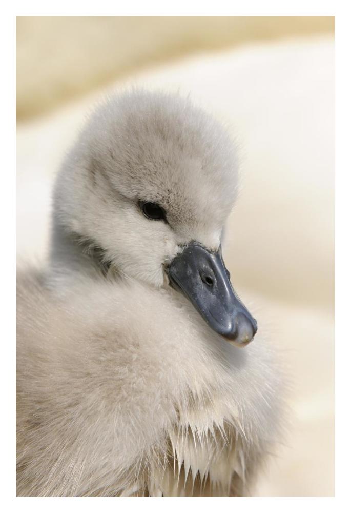 Mute Swan cygnet, head, at nest, Abbotsbury, Dorset, England-Paper Art-22"x32"