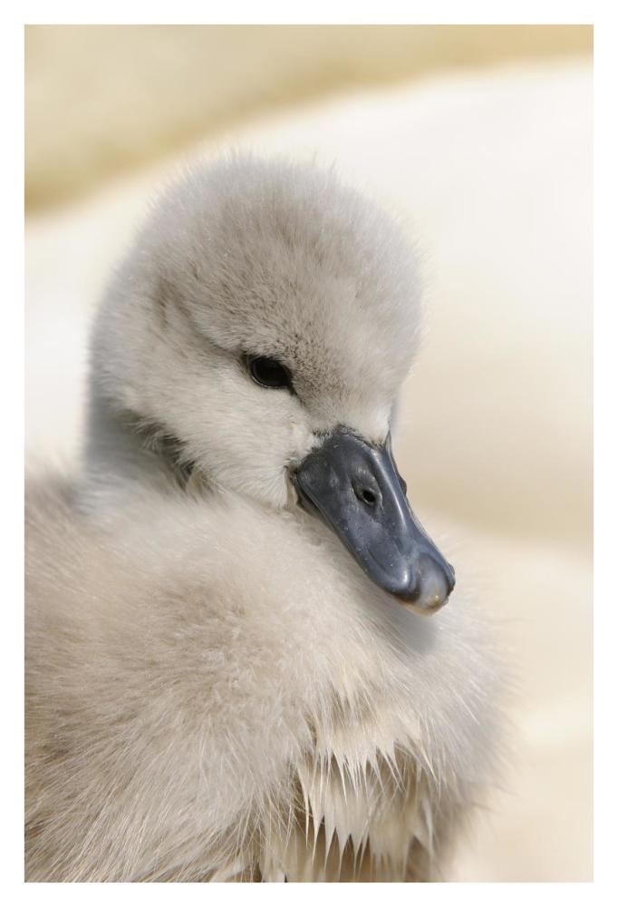 Mute Swan cygnet, head, at nest, Abbotsbury, Dorset, England-Paper Art-26"x38"