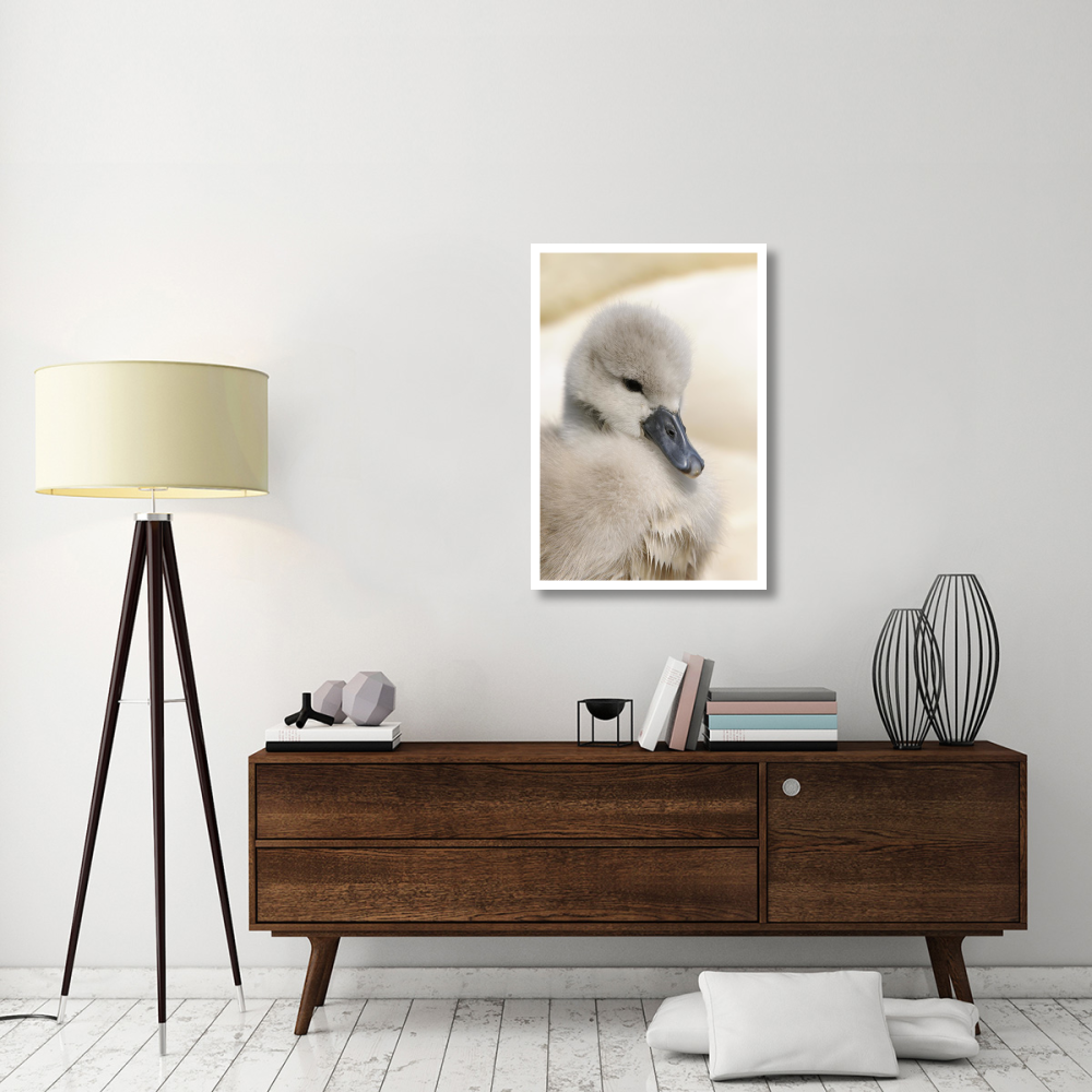Mute Swan cygnet, head, at nest, Abbotsbury, Dorset, England-Paper Art-26&quotx38"
