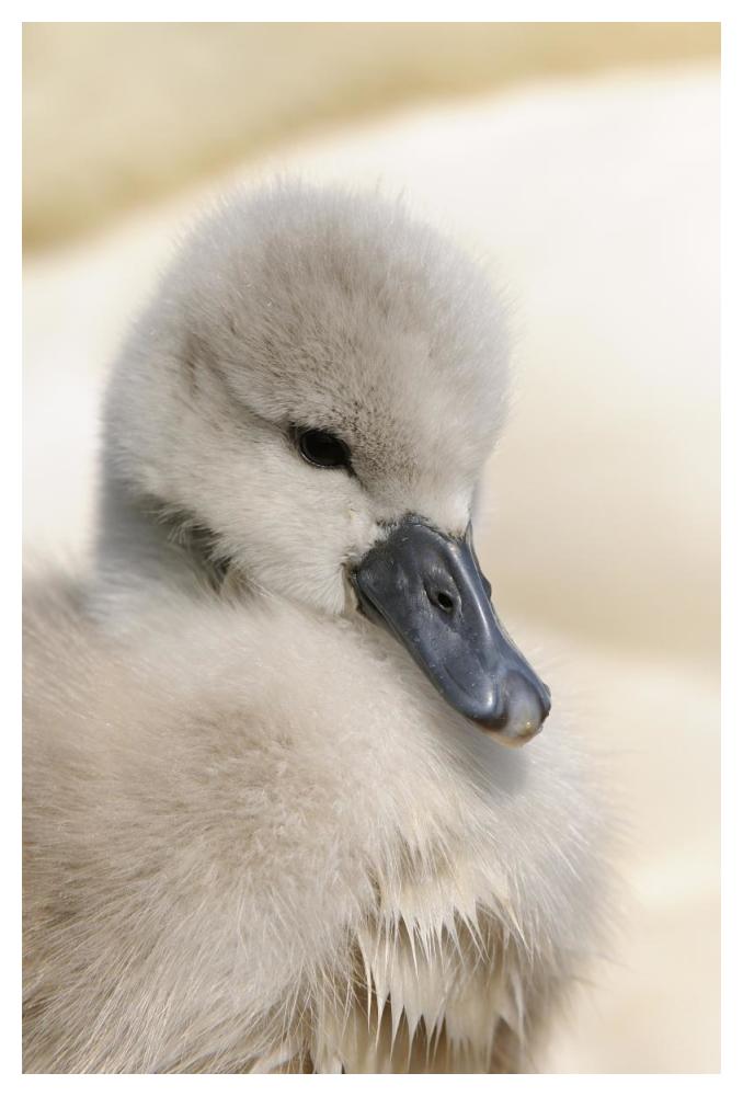 Mute Swan cygnet, head, at nest, Abbotsbury, Dorset, England-Paper Art-34"x50"