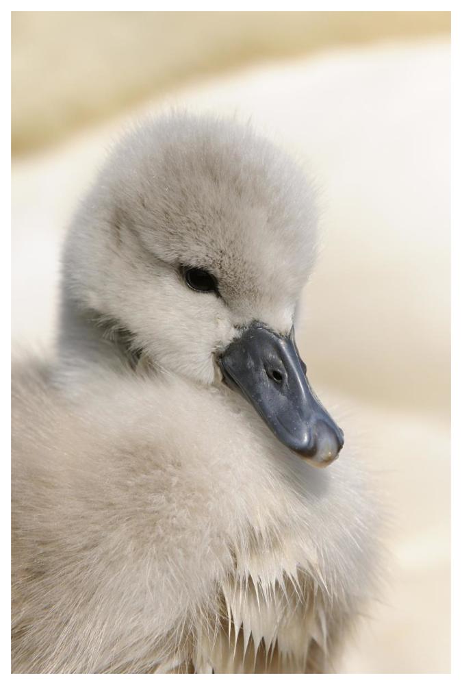 Mute Swan cygnet, head, at nest, Abbotsbury, Dorset, England-Paper Art-42"x62"