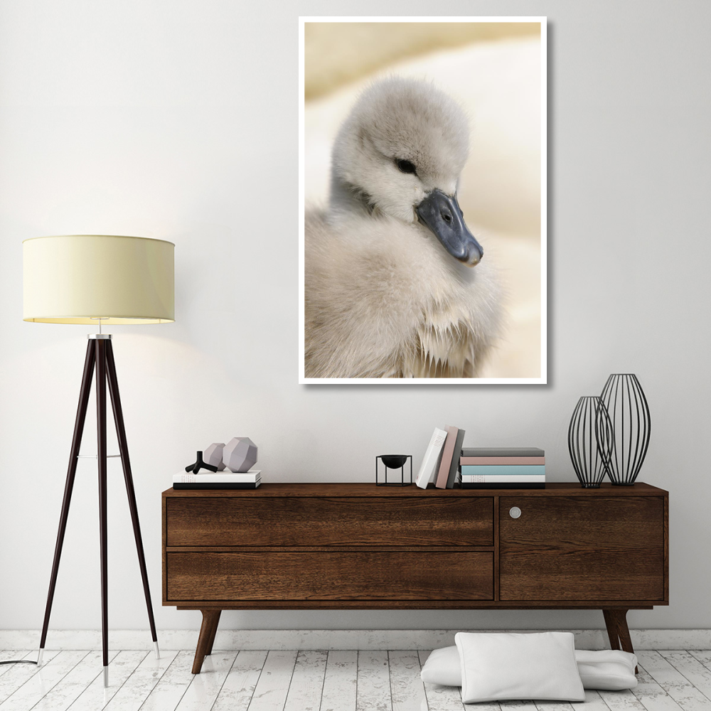 Mute Swan cygnet, head, at nest, Abbotsbury, Dorset, England-Paper Art-42&quotx62"