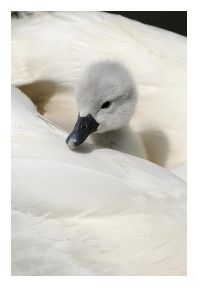 Mute Swan cygnet, on back of adult female, Abbotsbury, Dorset, England-Paper Art-18"x26"