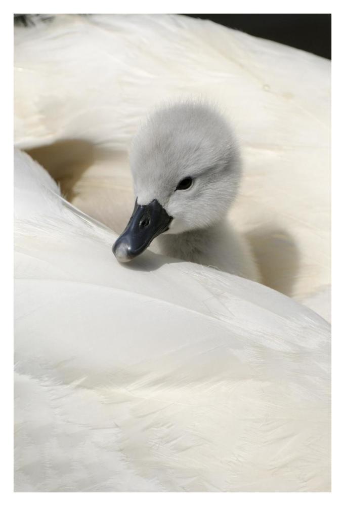 Mute Swan cygnet, on back of adult female, Abbotsbury, Dorset, England-Paper Art-26"x38"