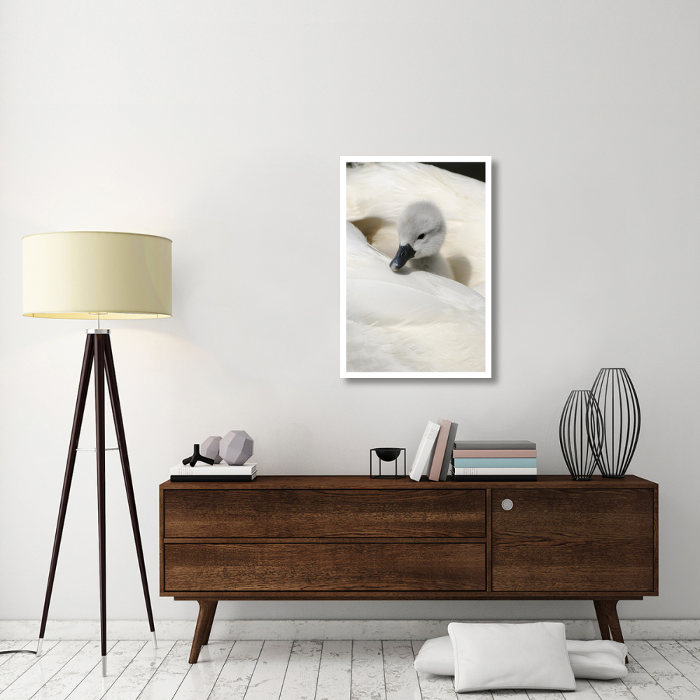Mute Swan cygnet, on back of adult female, Abbotsbury, Dorset, England-Paper Art-26&quotx38"