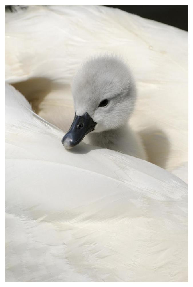 Mute Swan cygnet, on back of adult female, Abbotsbury, Dorset, England-Paper Art-42"x62"