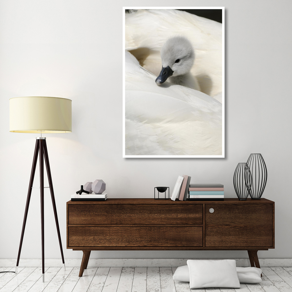 Mute Swan cygnet, on back of adult female, Abbotsbury, Dorset, England-Paper Art-42&quotx62"