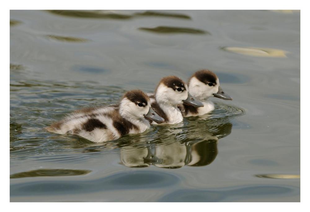 Common Shelduck three ducklings, swimming together, Slimbridge, Gloucestershire, England-Paper Art-32"x22"