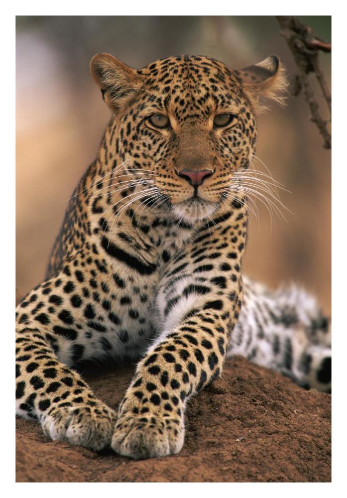 Leopard Masai Mara Game Reserve, Kenya-Paper Art-22"x32"