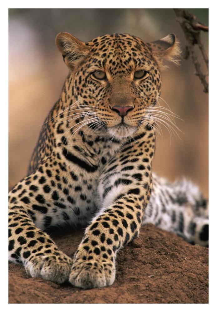 Leopard Masai Mara Game Reserve, Kenya-Paper Art-26"x38"