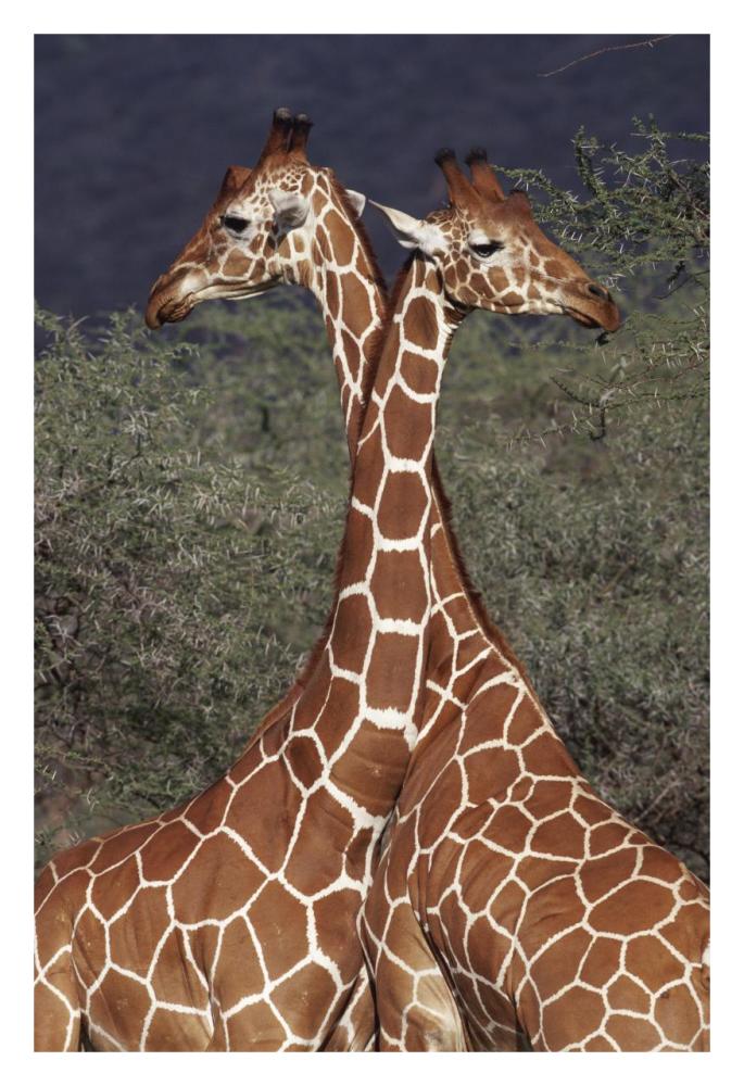 Reticulated Giraffe pair, Samburu National Park, Kenya-Paper Art-22"x32"